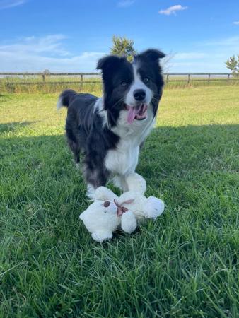 Border Collie for sale by ONMEADOWLANE