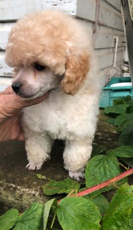 Poodle (Toy) puppy for sale by SCHAU