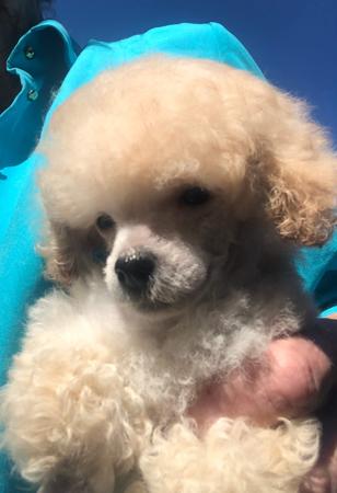 Poodle (Toy) puppy for sale by SCHAU