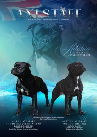 Staffordshire Bull Terrier for sale by AXLSTAFF