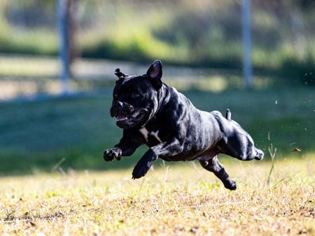 Staffordshire Bull Terrier for sale by AXLSTAFF