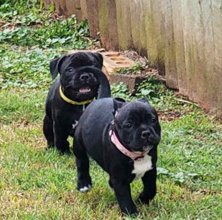 Staffordshire Bull Terrier for sale by AXLSTAFF