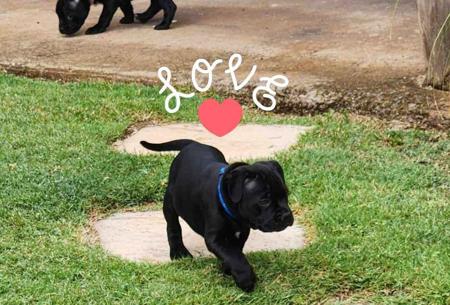 Staffordshire Bull Terrier for sale by AXLSTAFF