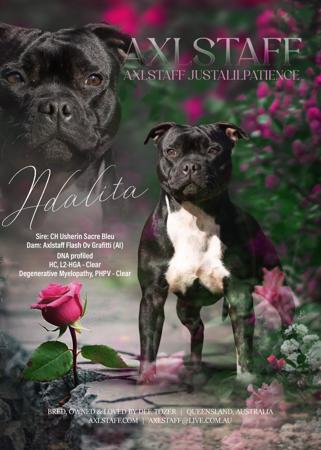 Staffordshire Bull Terrier for sale by AXLSTAFF