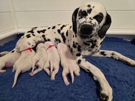 Dalmatian puppy for sale by PROMISAR