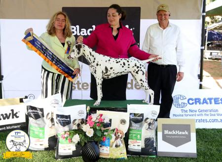 Dalmatian for sale by PROMISAR