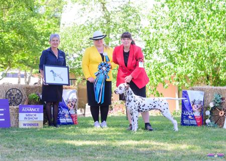 Dalmatian for sale by PROMISAR