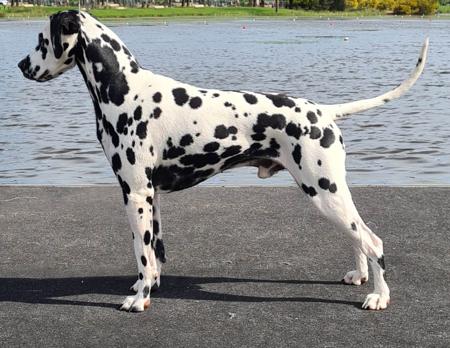 Dalmatian for sale by PROMISAR