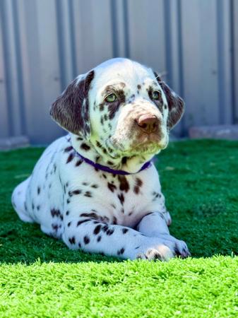 Dalmatian for sale by PROMISAR