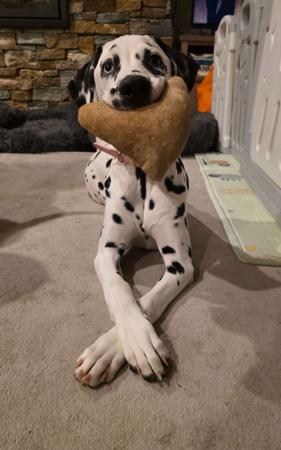 Dalmatian dog for sale by PROMISAR