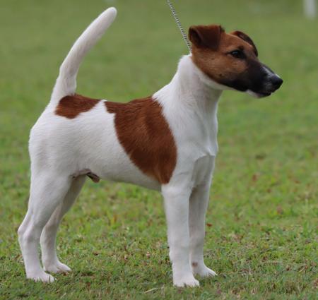 Fox Terrier (Smooth) for sale by ALIYRAHILLS