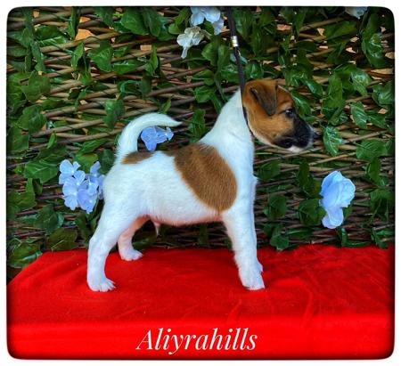 Fox Terrier (Smooth) for sale by ALIYRAHILLS