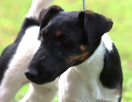 Fox Terrier (Smooth) for sale by ALIYRAHILLS