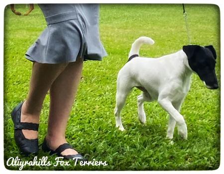 Fox Terrier (Smooth) for sale by ALIYRAHILLS