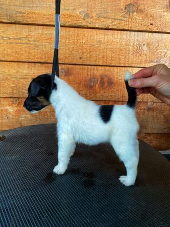 Fox Terrier (Smooth) puppy for sale by ALIYRAHILLS