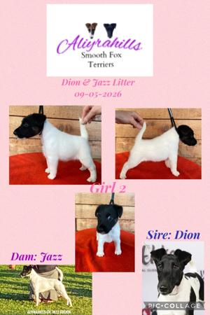 Fox Terrier (Smooth) puppy for sale by ALIYRAHILLS