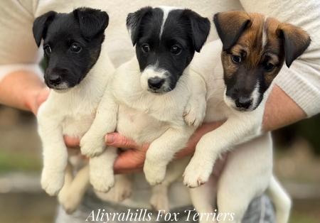 Fox Terrier (Smooth) puppy for sale by ALIYRAHILLS