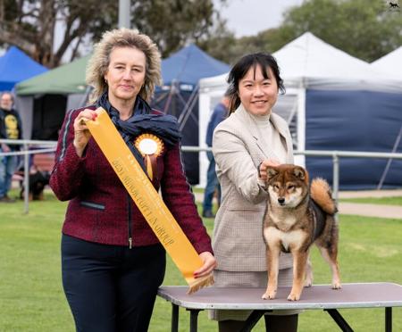 Shiba Inu for sale by MASHUMAROSOU