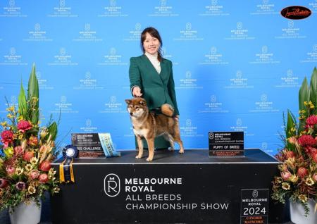 Shiba Inu for sale by MASHUMAROSOU