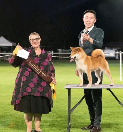 Shiba Inu for sale by MASHUMAROSOU