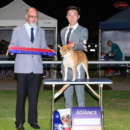 Shiba Inu for sale by MASHUMAROSOU