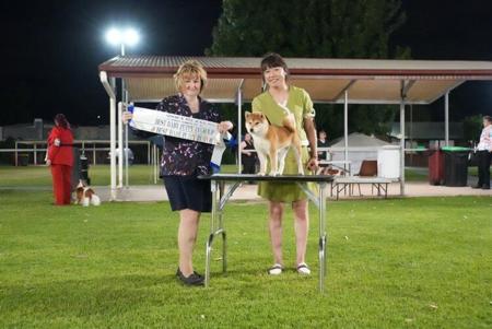 Shiba Inu for sale by MASHUMAROSOU