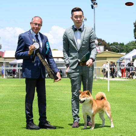 Shiba Inu for sale by MASHUMAROSOU