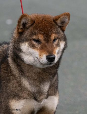 Shiba Inu for sale by MASHUMAROSOU