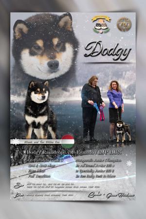 Shiba Inu for sale by MASHUMAROSOU