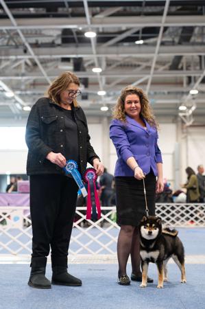 Shiba Inu for sale by MASHUMAROSOU