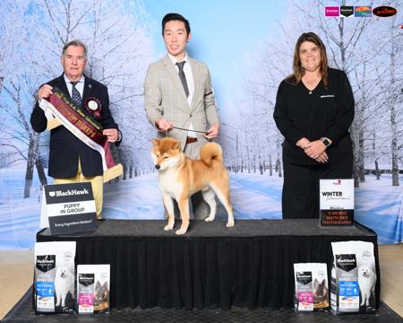 Shiba Inu for sale by MASHUMAROSOU