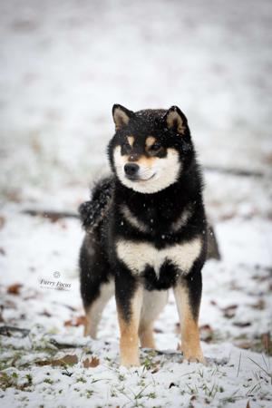 Shiba Inu for sale by MASHUMAROSOU