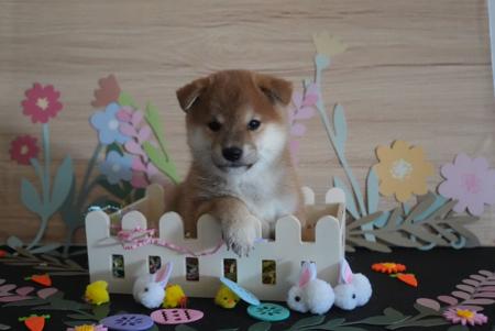 Shiba Inu puppy for sale by MASHUMAROSOU