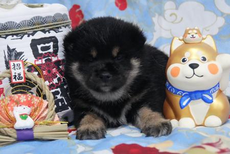 Shiba Inu puppy for sale by MASHUMAROSOU