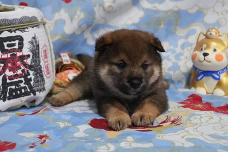 Shiba Inu puppy for sale by MASHUMAROSOU