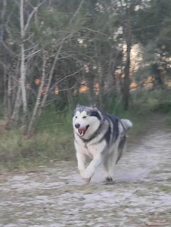 Alaskan Malamute for sale by EMPIRESTUD