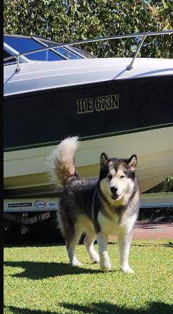 Alaskan Malamute for sale by EMPIRESTUD