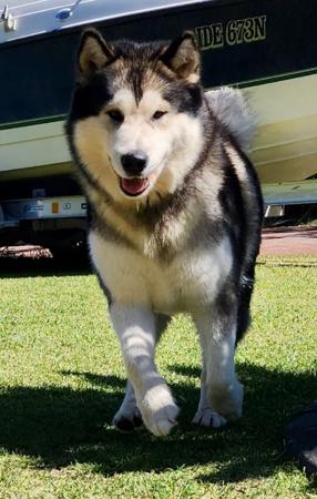 Alaskan Malamute for sale by EMPIRESTUD