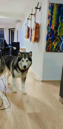 Alaskan Malamute for sale by EMPIRESTUD