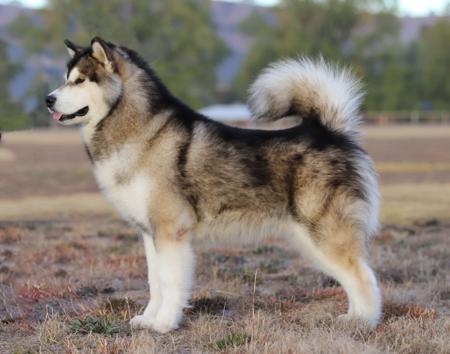 Alaskan Malamute for sale by EMPIRESTUD1