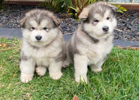 Alaskan Malamute puppy for sale by EMPIRESTUD1