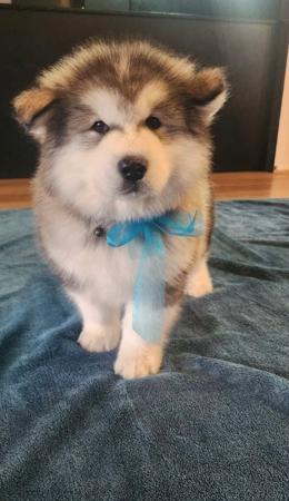 Alaskan Malamute puppy for sale by EMPIRESTUD1