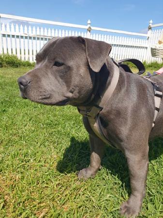 Staffordshire Bull Terrier puppy for sale by CACTUSPLAINS