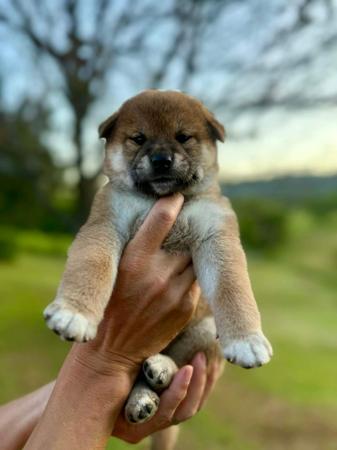 Shiba Inu puppy for sale by KORTMAR
