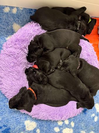Labrador Retriever for sale by GENDIVE