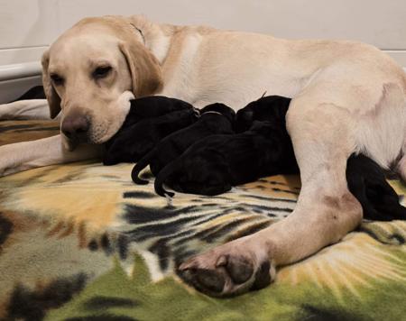 Labrador Retriever for sale by GENDIVE