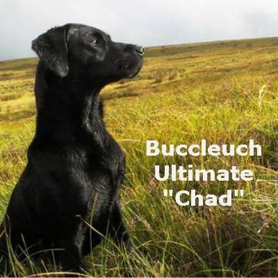 Labrador Retriever for sale by GENDIVE