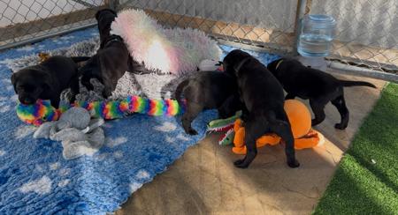 Labrador Retriever for sale by GENDIVE