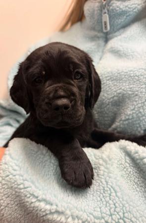 Labrador Retriever for sale by GENDIVE