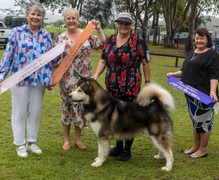 Alaskan Malamute for sale by AAWOO123